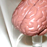 Bilskursgervigreind trophy in year one and two - the Brain.