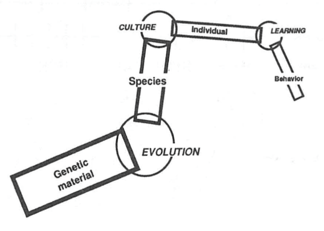 belew-evolution-learning-culture1.png
